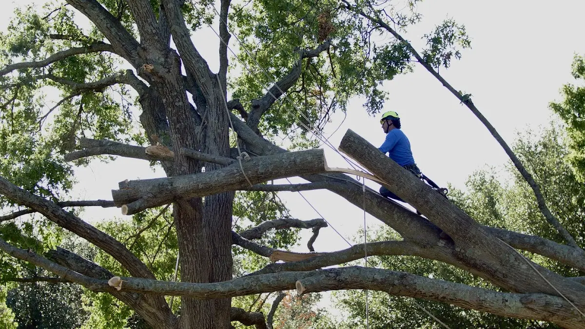 Professional Crown Thinning performed by certified arborists in Brant